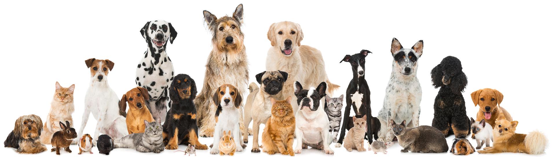 Pet population and prospects for the pet food market of the region