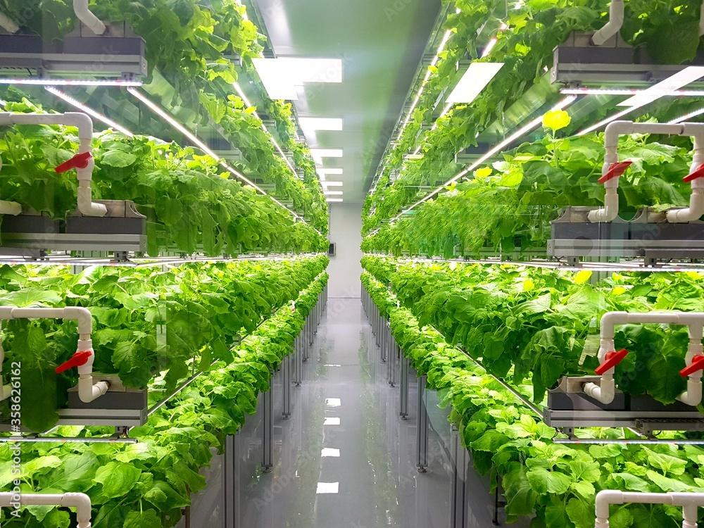 Vertical farming: a possible solution to the challenges of the food industry