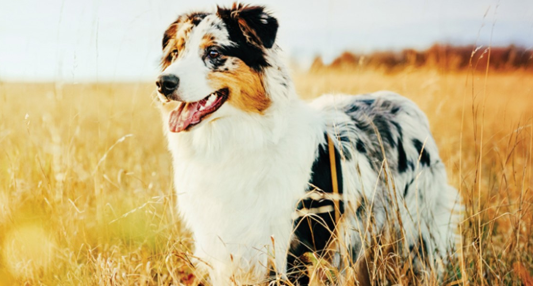 Essential Nutrients for Companion Animals