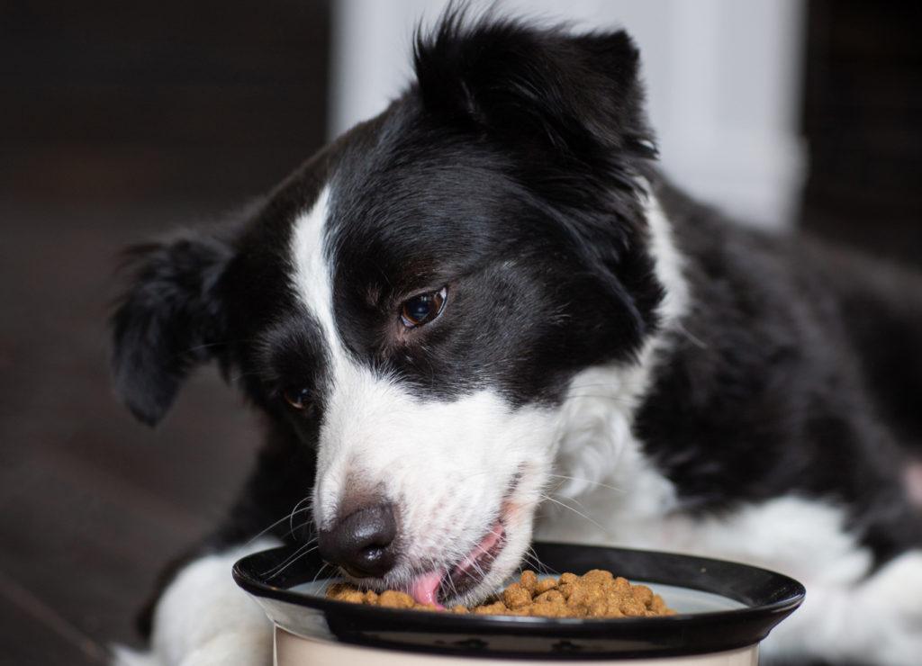 Pet Parent perceptions of labored swallows in dogs