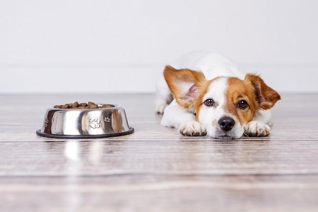 Protect your pet food from oxidation, naturally