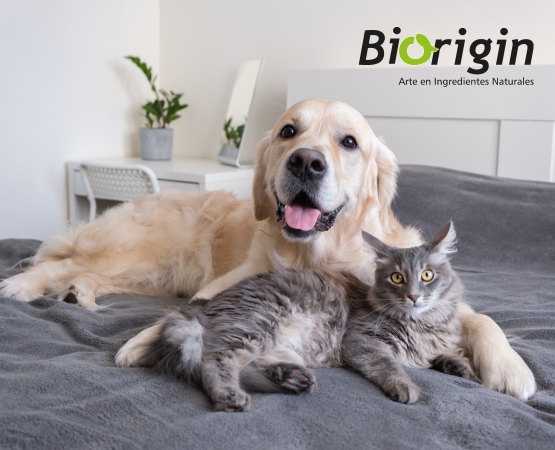 Essential care for your pets' skin and coat