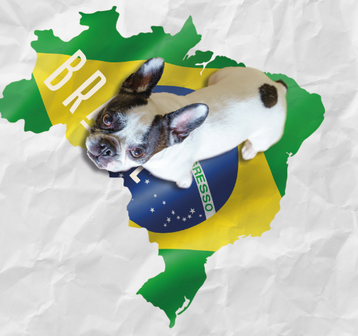 Pet food in Brazil: the market situation in 2021