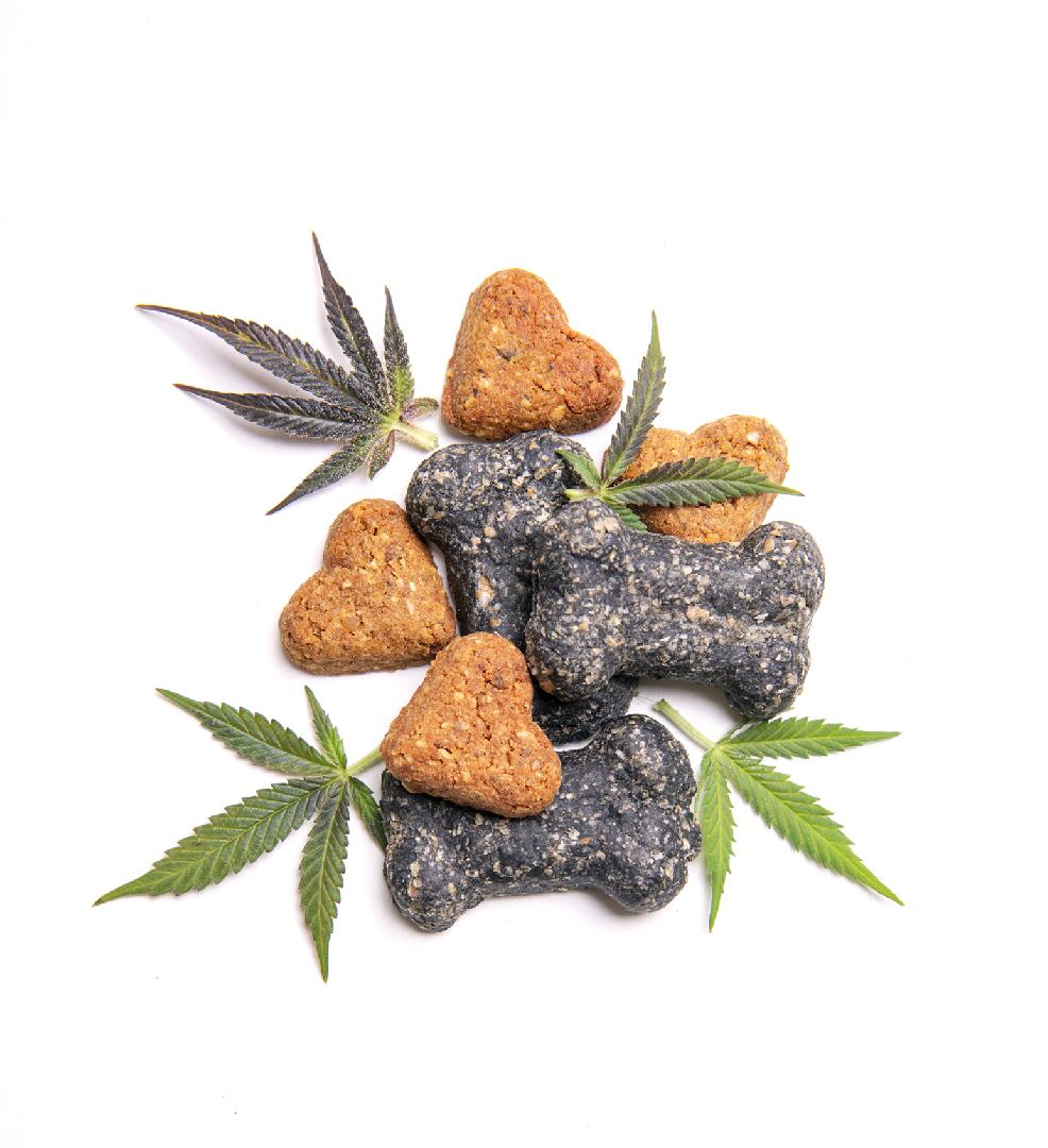 Cannabis for Pets? Recent Studies and What's Comming!