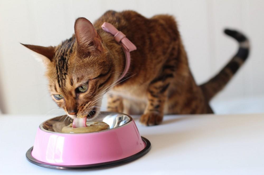 5 ways cats can benefit from krill