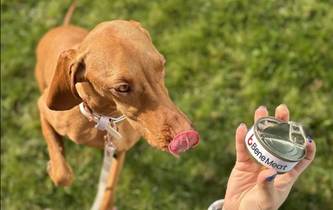 Might pet food provide better prospects for lab-grown meat?