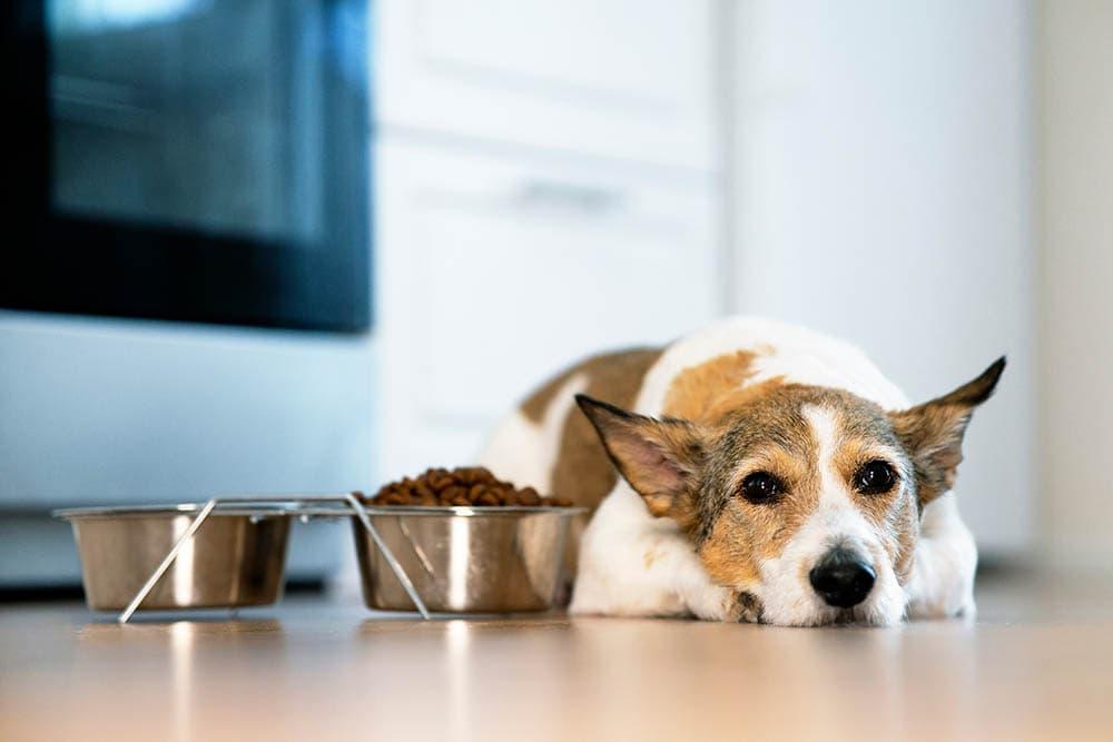 Additives in pet food