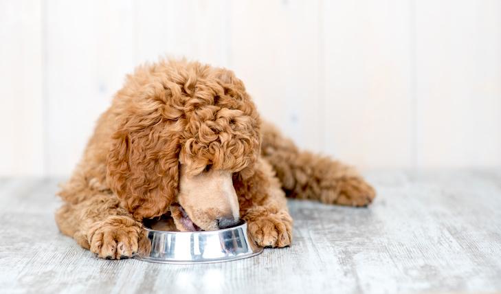 FDA warns Midwestern Pet Foods over aflatoxin, salmonella