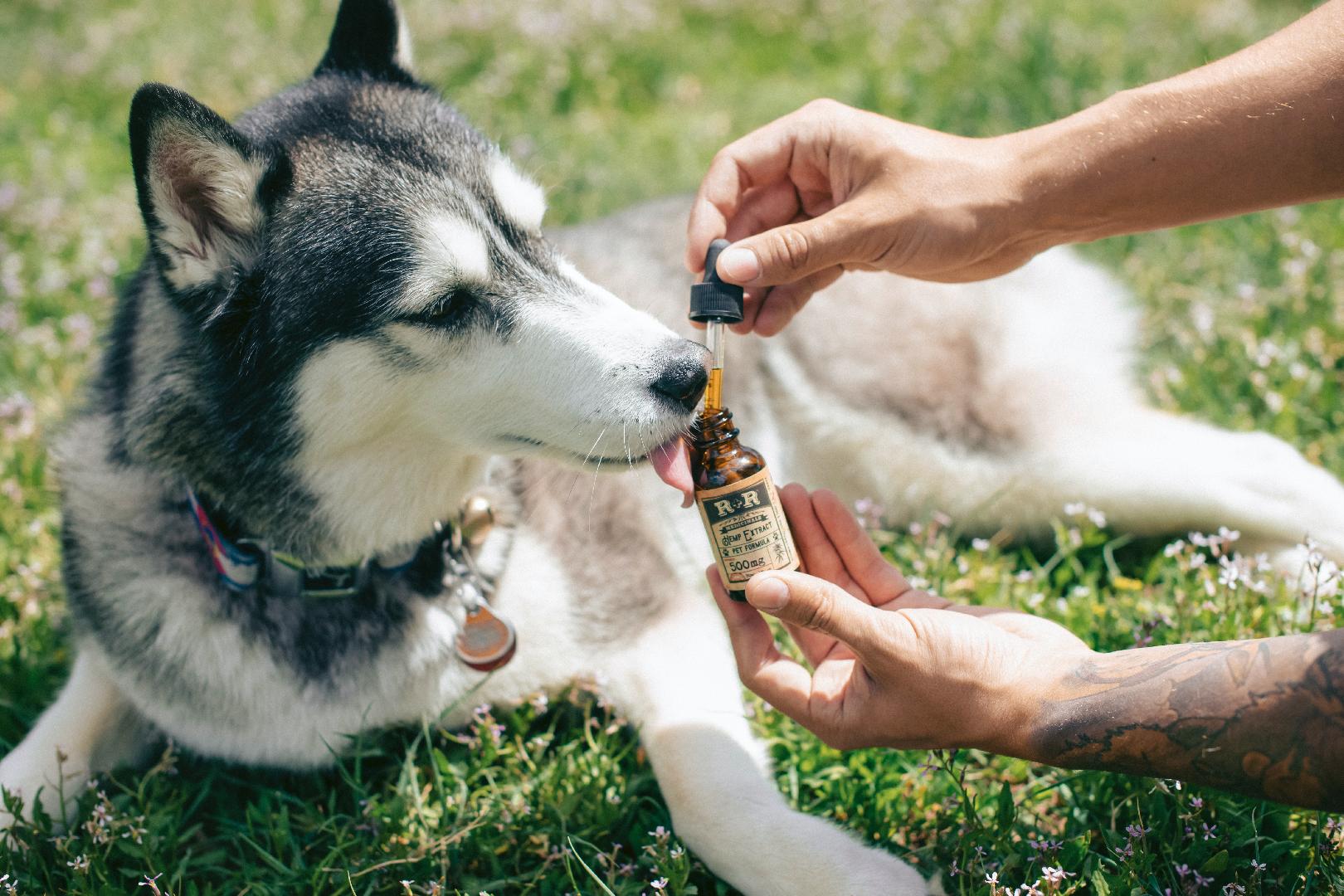 Can Food affect Anxiety in Pets?