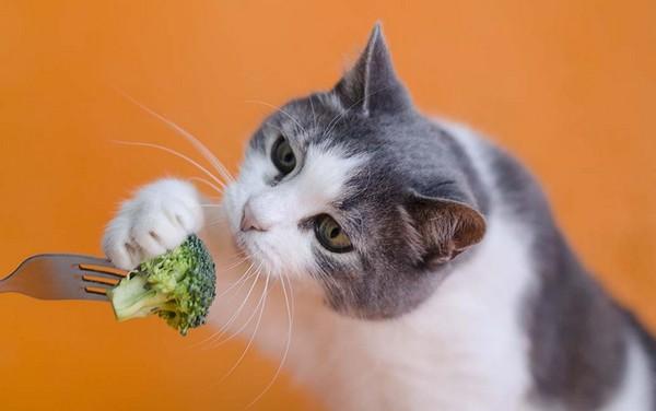 What Cat Owners Want in Natural Foods
