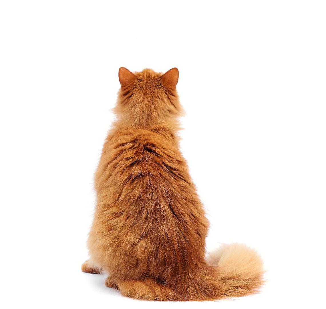 Feline Hyperthyroidism: What is the influence of the food?