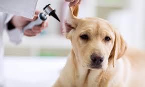 How to Identify, Treat, and Prevent Dog Ear Infections?