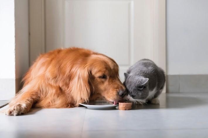 Innovation in the pet food industry