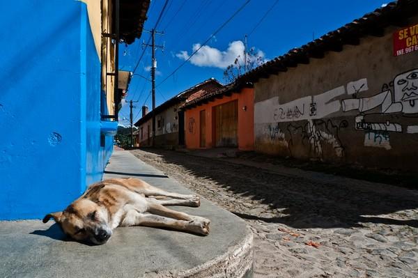 COVID-19’s indirect Impact on Pet Food in Latin America