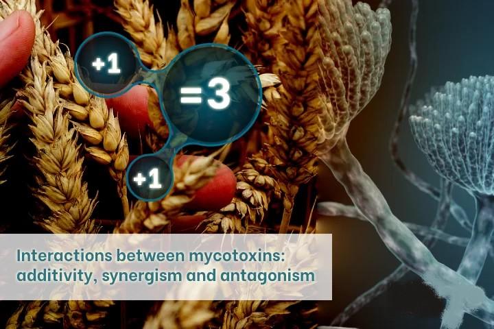 Interactions between Mycotoxins: Additivity, Synergism and Antagonism