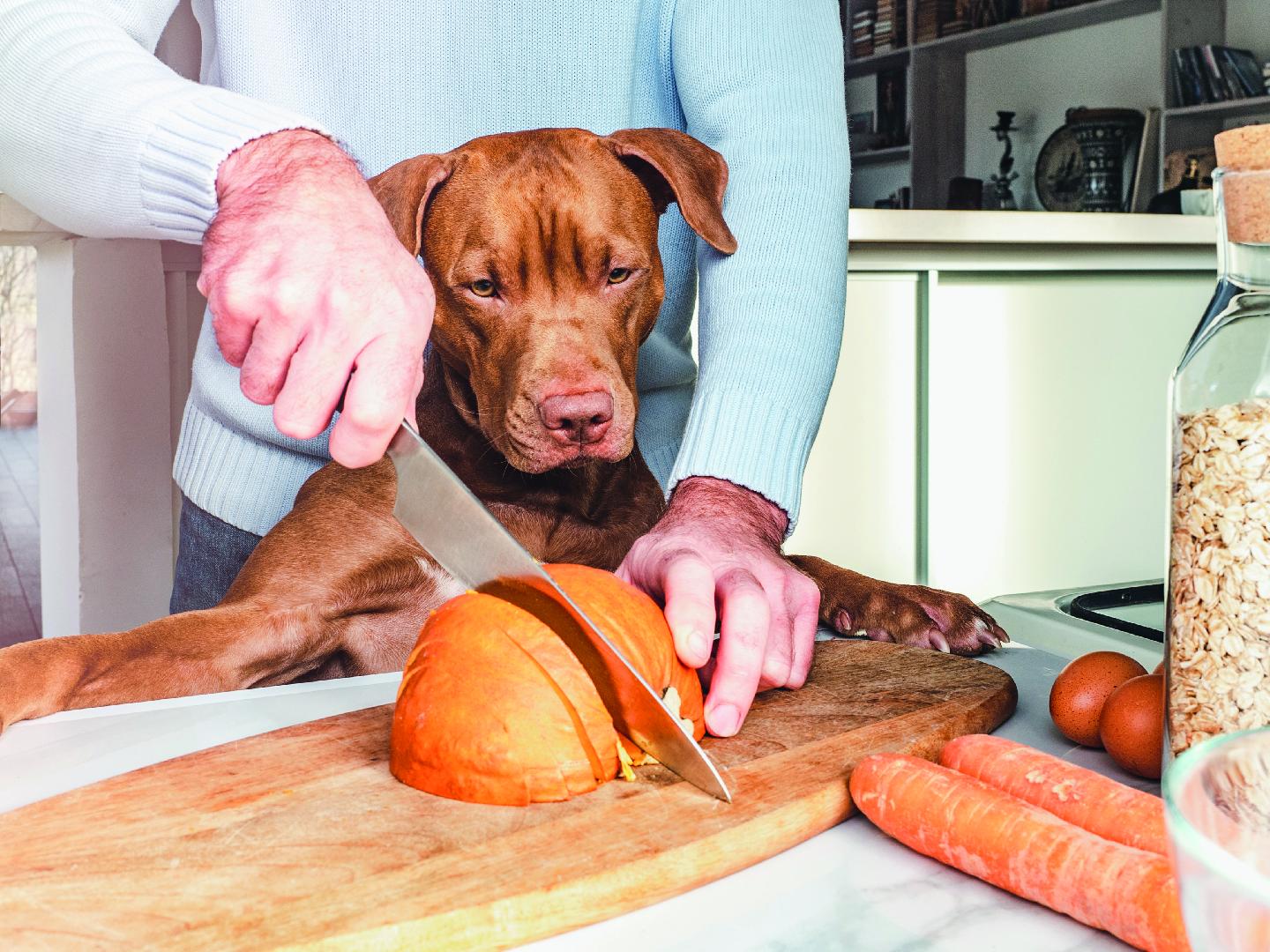 New demands for the pet food market: what alternatives do we have?