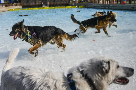 What to Know About the Mysterious Respiratory Illness Affecting Dogs