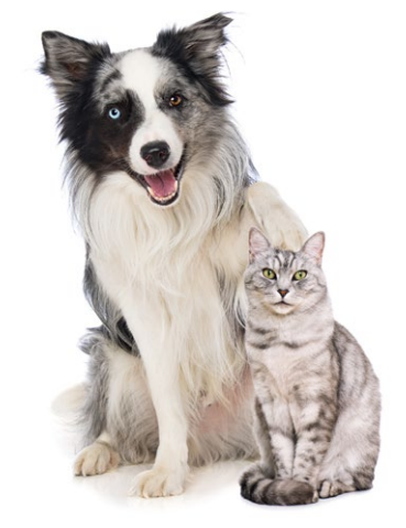 What is the Relationship between Pet Food and the hair of Cats and Dogs?