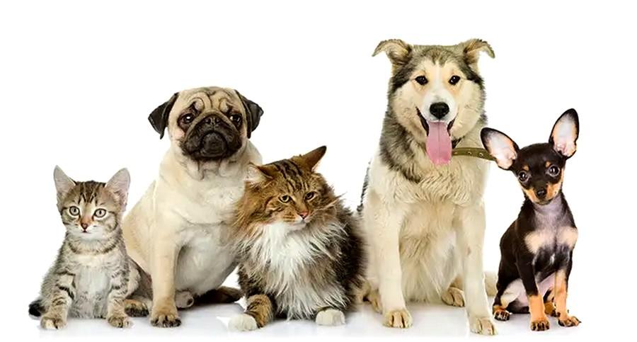 All Pet Food Industry in one place, Allextruded.com