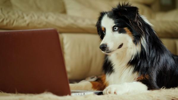 Pet Technology: Totally amazing or Too Much?