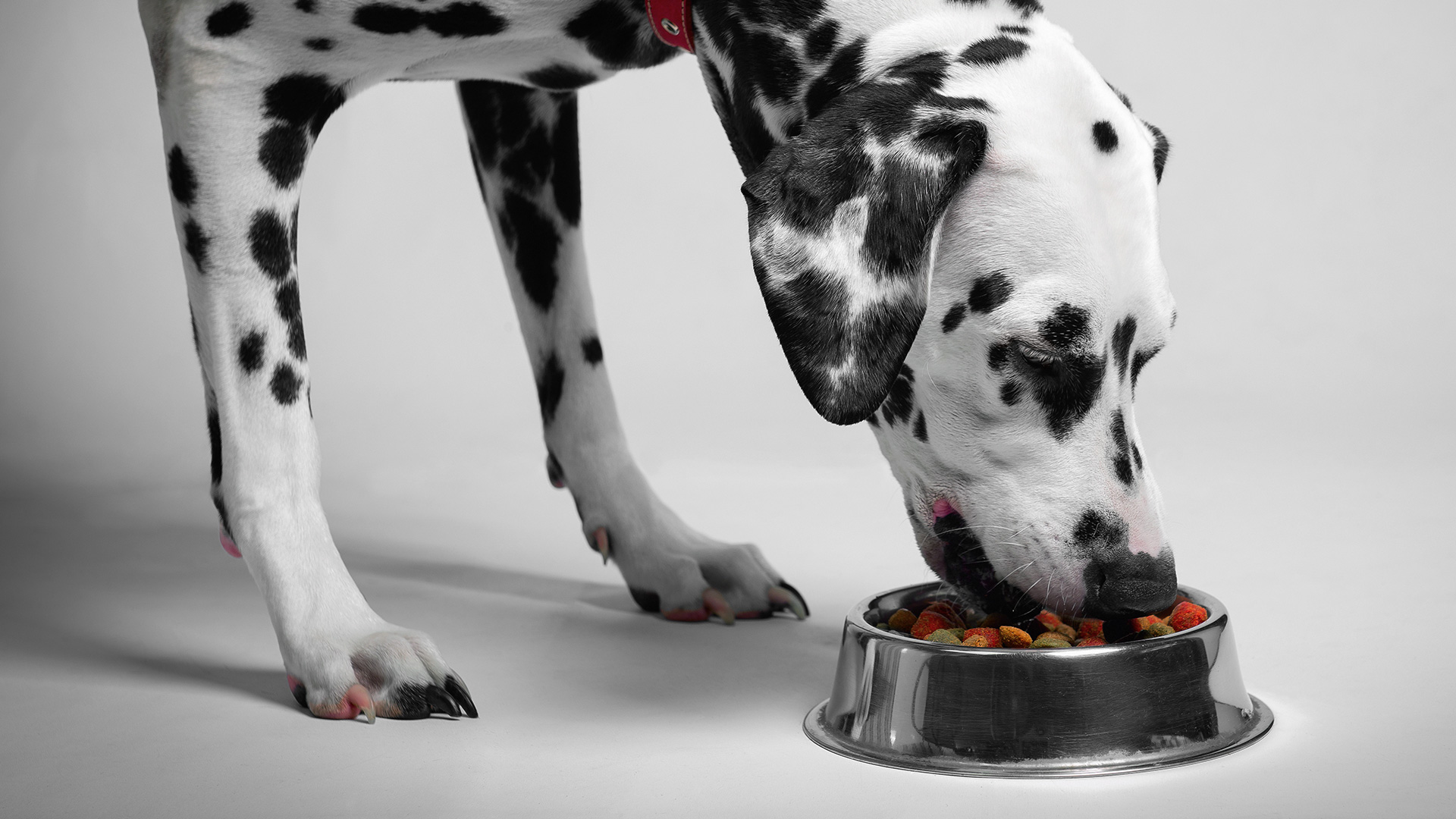 Category 3 Animal Fat - an important Pet Food Ingredient