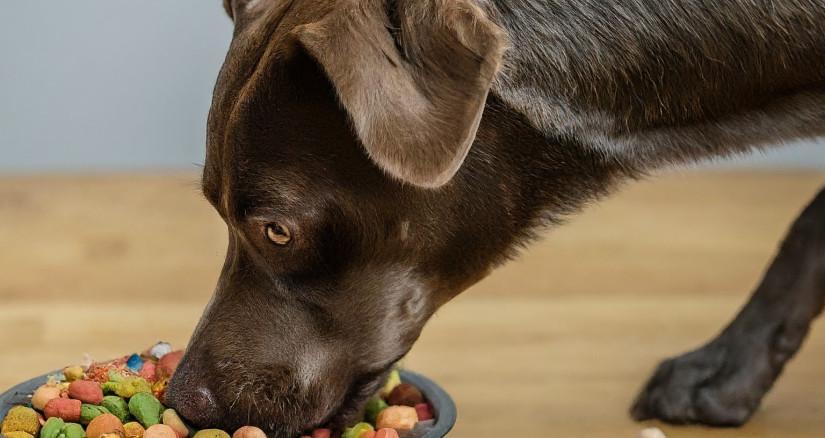 Plant-Based Proteins for Pets