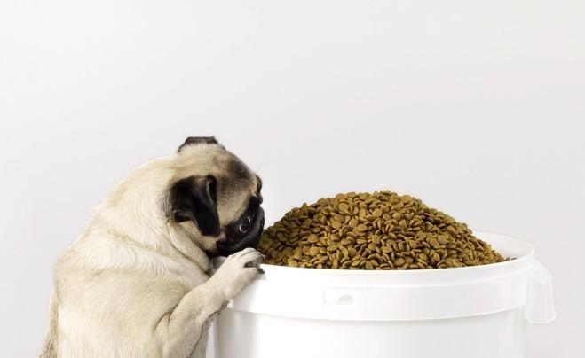 Scoop on Pet Food Storage