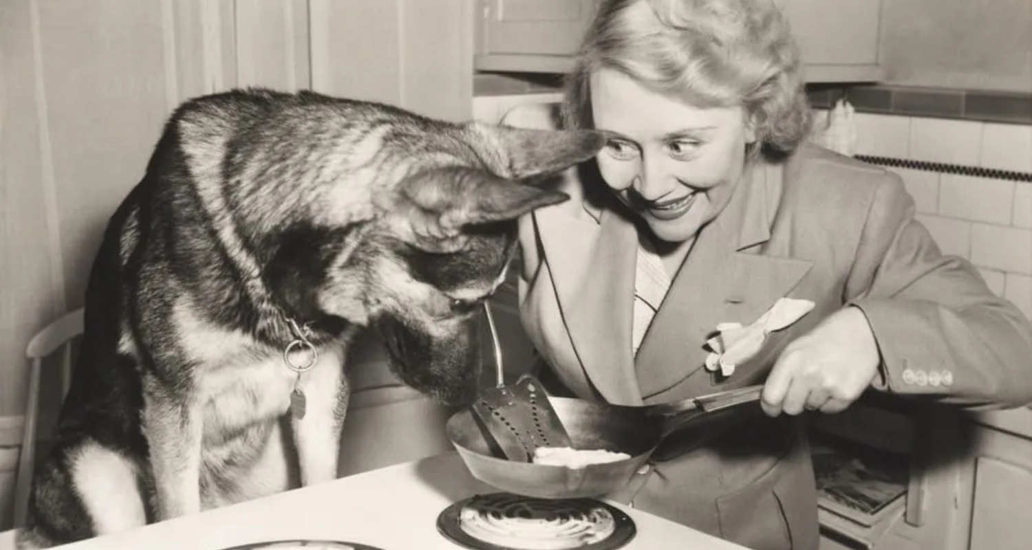 The History of Pet Food