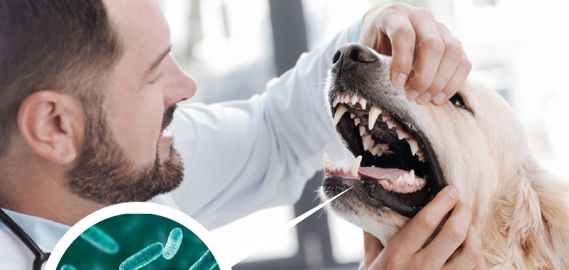 Canine oral health & insect-based pet food