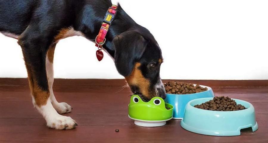 ‘Peas of Mind’: Pulse Ingredients in Dog Food Not Linked to Heart Problems, Says New U of G Research