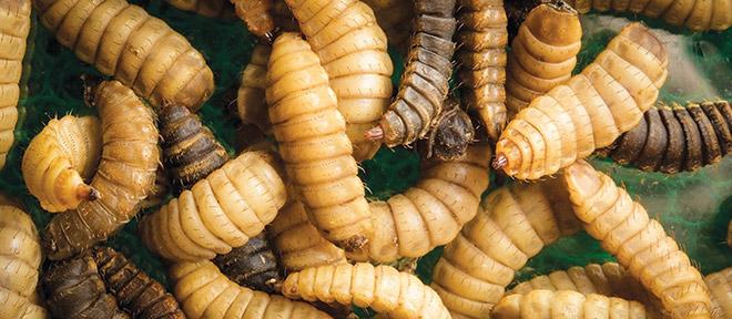 Rabobank: Insect Protein Demand may hit Half a Million mt by 2030