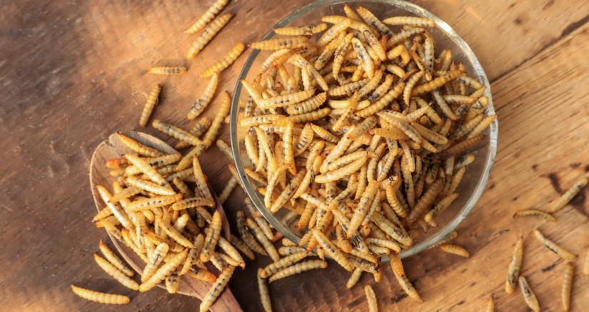 Black Soldier Fly Larvae as an alternative protein source in pet diets