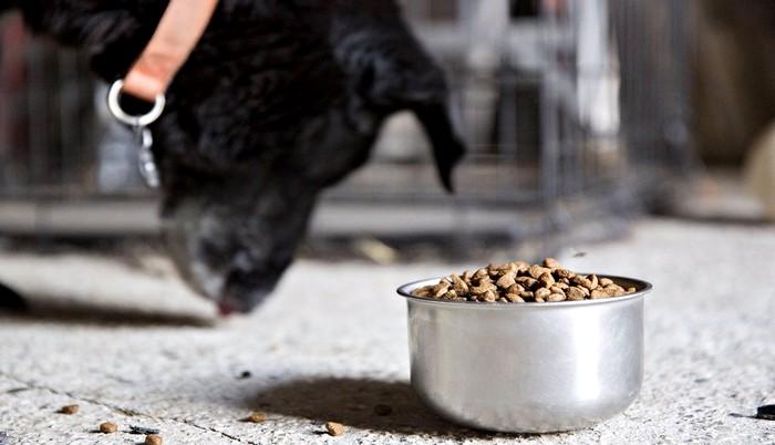 The Premiumization of Pet Food: A Growing Trend in our Industry 