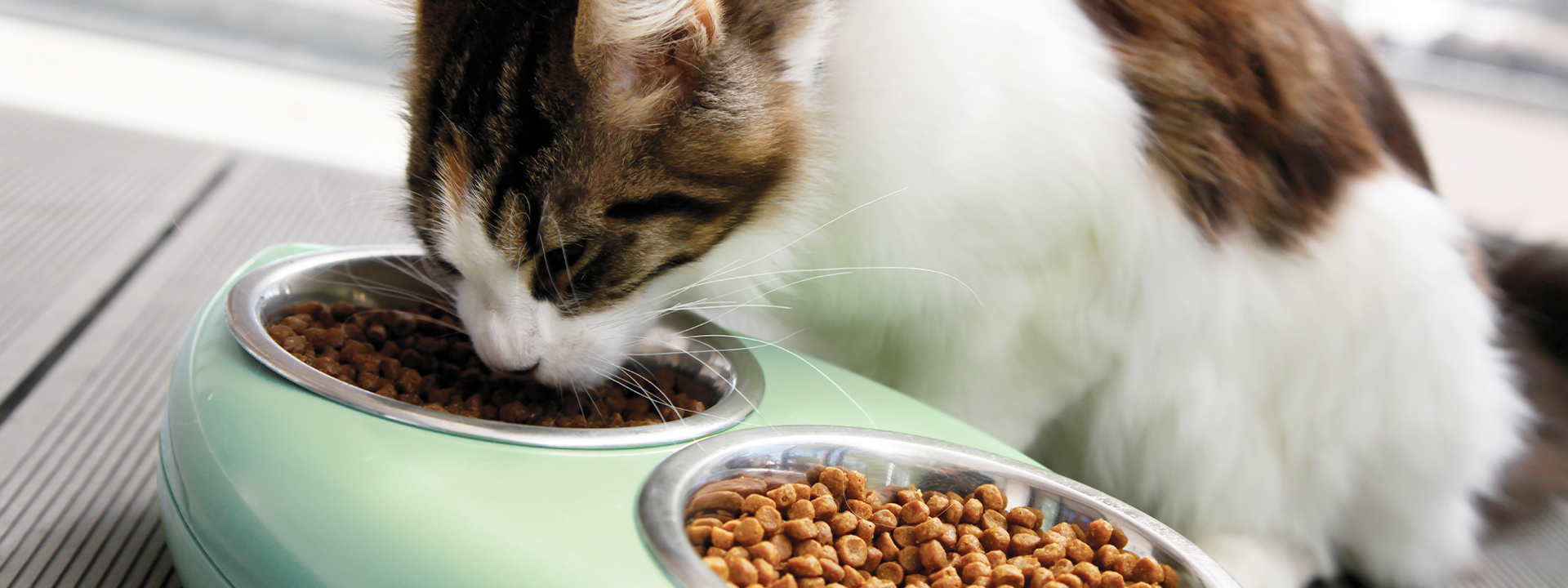 How to measure pet food palatability: methods overview