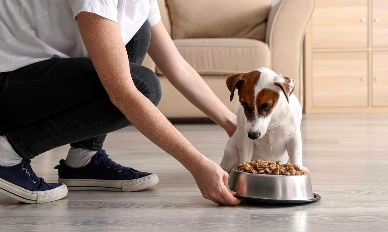 Pet Food Industry Trends in 2022 