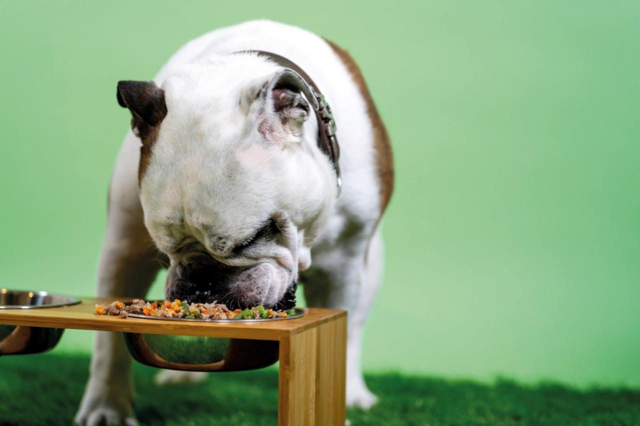 Trends in freeze-dried pet food mixes