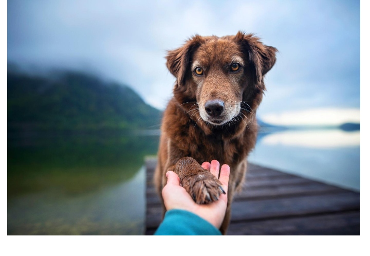 Breakthrough for pet health and sustainability - Veramaris announces a richer, sustainable algae Omega-3 for pets