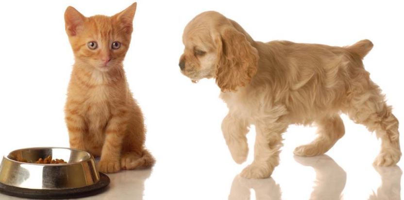 Are Vegetarian Diets for Cats and Dogs Safe?
