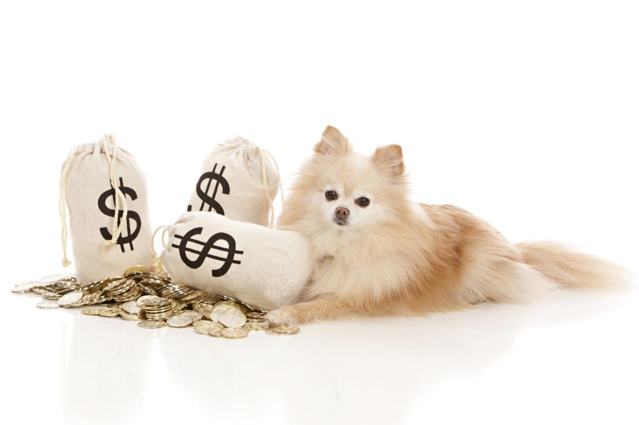 Pets: investment or opportunity?